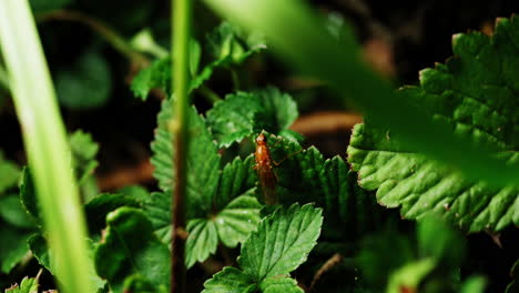 a brown insect can be spotted on the green grass, blending in with its surroundings as it goes about its activities in nature