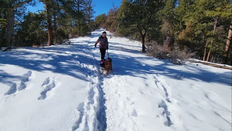 woman running with two cute dogs through snow covered trail on leash in a winter mountain hike