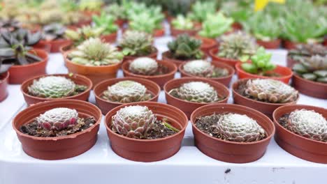 succulents in small pots