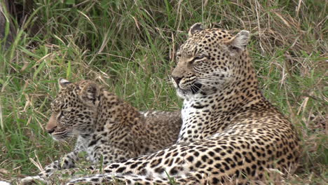 an older leopard grooms a younger leopard, getting something stuck in its teeth