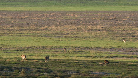 Afrikanische-Tiere-In-Der-Savanne-Im-Sommer-Im-Safaripark,-Südafrika