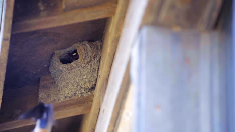 barn swallow bird flew into its nest with chick