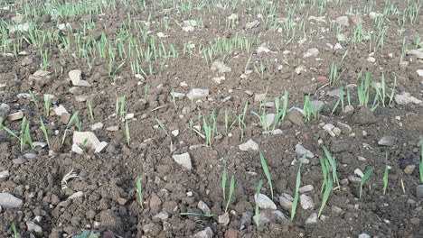wheat seedlings emerging in agricultural field