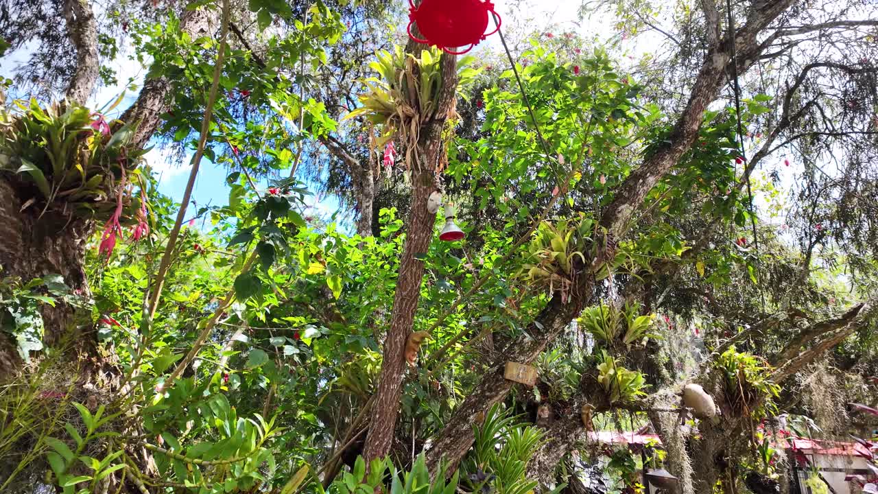 Um movimento de câmera ascendente revelador começa em um broto delicado e sobe para mostrar um ecossistema vibrante de plantas epífitas e bebedouros de beija-flores.