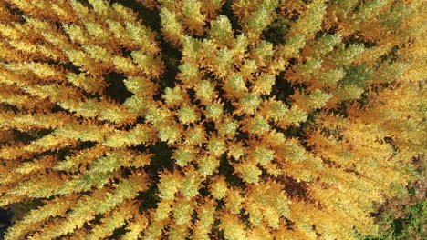 top view of yellow autumn trees swaying with the wind in east iceland - aerial drone