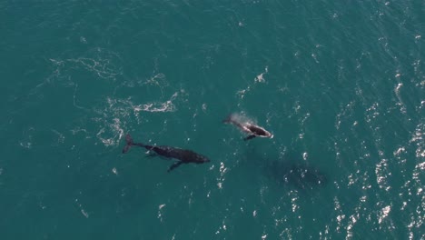 aerial footage of a baby whale playing while migrating with her mother