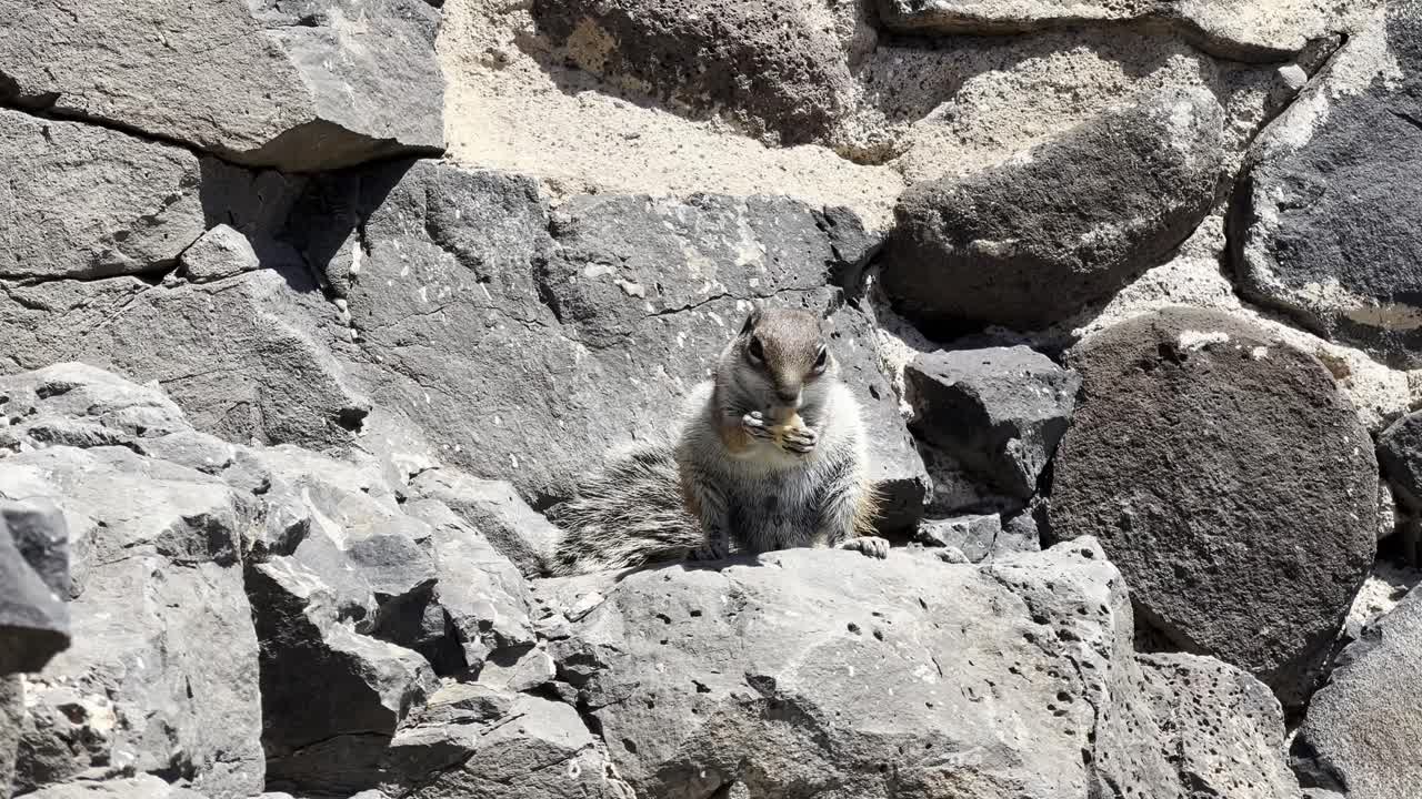 A cute Barbary ground squirrel (chipmunk) sits on grey volcanic rocks and eats a piece of food. Wildlife close-up from Fuerteventura, Canary Islands, Spain