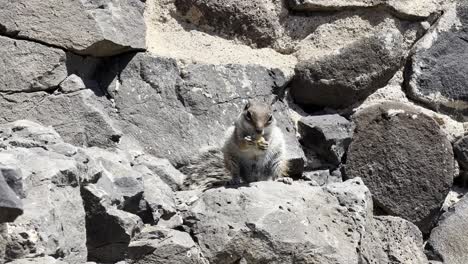 a cute barbary ground squirrel (chipmunk) sits on grey volcanic rocks and eats a piece of food. wildlife close-up from fuerteventura, canary islands, spain