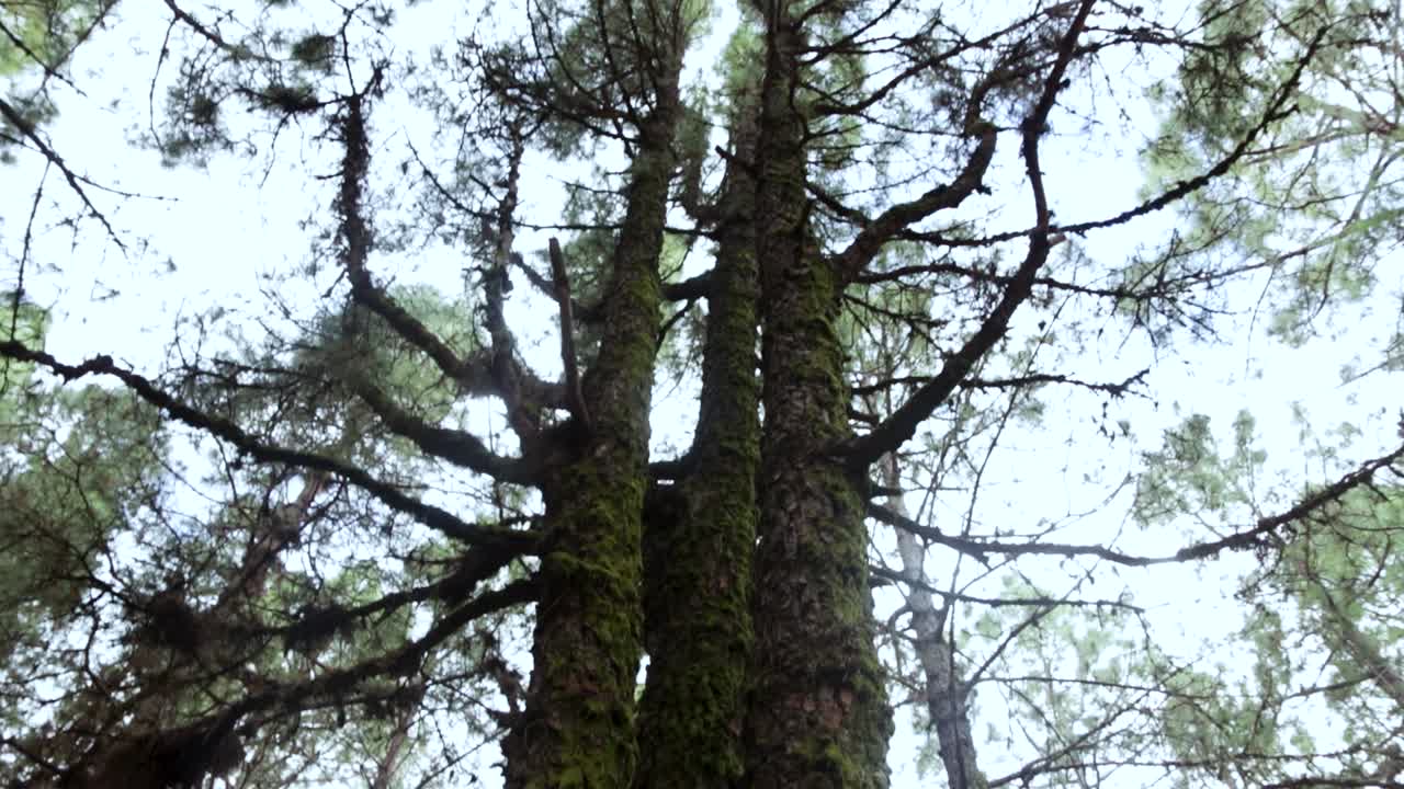 Bellissima pineta di sera, Tenerife
