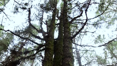 beautiful pine tree forest during the evening, tenerife
