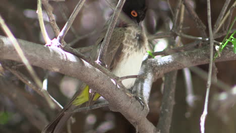 Bulbul-Africano-De-Ojos-Rojos-Cuidando-Su-Plumaje-En-La-Maleza