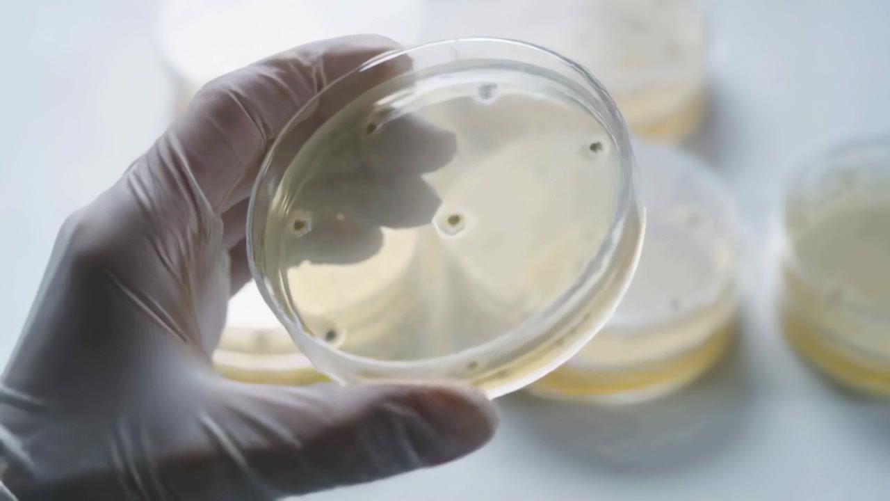 Sollevando da una pila bassa, la mano guantata di un tecnico di laboratorio che ruota una piastra di Petri sul banco di laboratorio, ispezionando la crescita