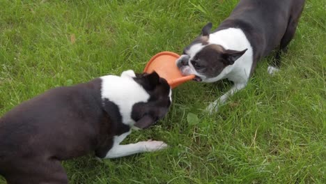 two crazy dogs breed terrier playing with toy, slow motion