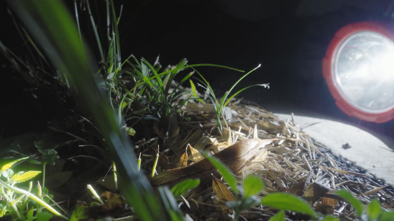 Slug illuminated by a flashlight at night
