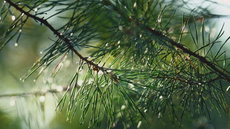 green pine needles growing in closeup charming sunny forest in sunbeams.