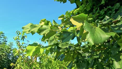 lush vineyard leaves under a clear blue sky