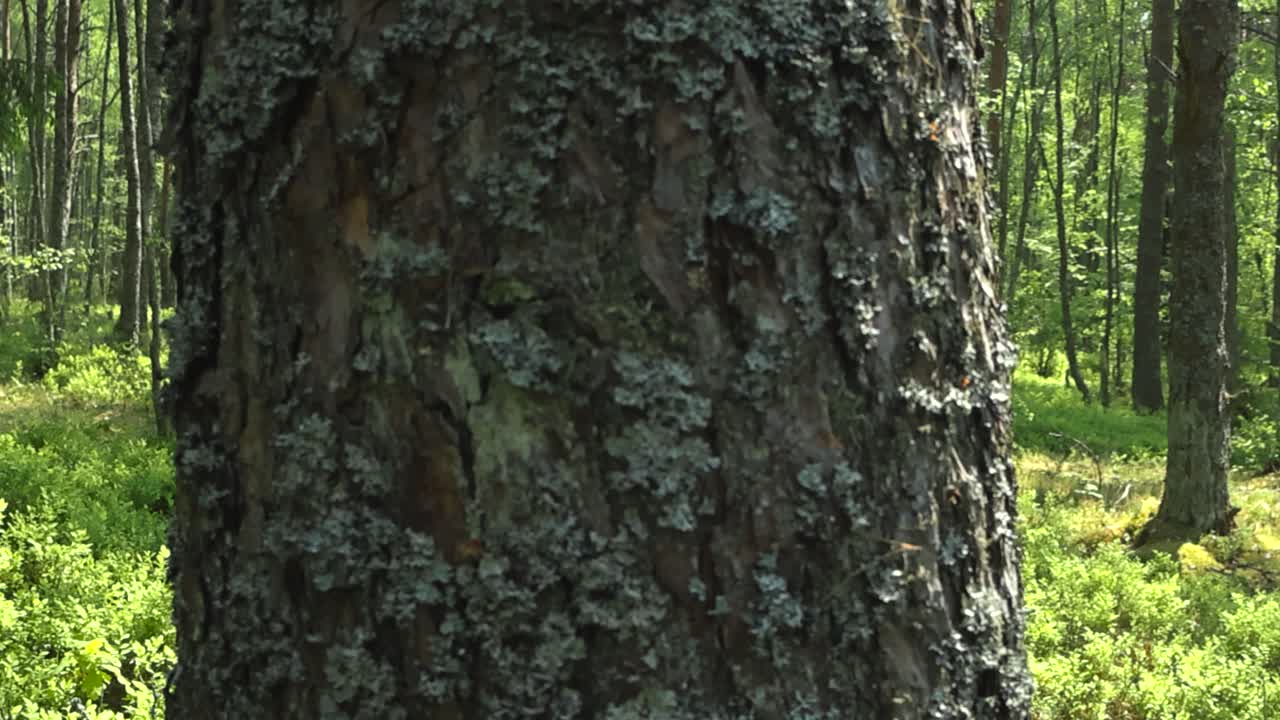 Gorgeous panning footage over a sunny and lush vibrant green summer forest while a large pine tree with lichen is in the foreground and slightly blurry. Blueberry plants and foliage on the ground.