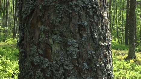 gorgeous panning footage over a sunny and lush vibrant green summer forest while a large pine tree with lichen is in the foreground and slightly blurry. blueberry plants and foliage on the ground.