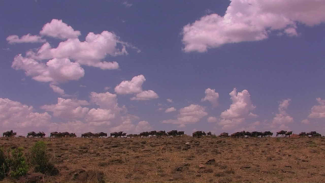 누우가 탁 트인 평원에 모여 있다