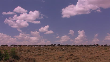 Gnus-Werden-Auf-Einer-Offenen-Ebene-Gesammelt