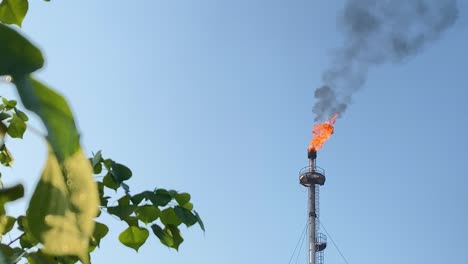 gas flare burning flame against blue sky, nature tree leaves in front of camera