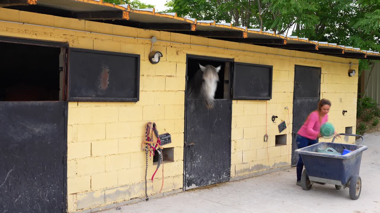 Person prepares to serve horses their feed from wheelbarrow