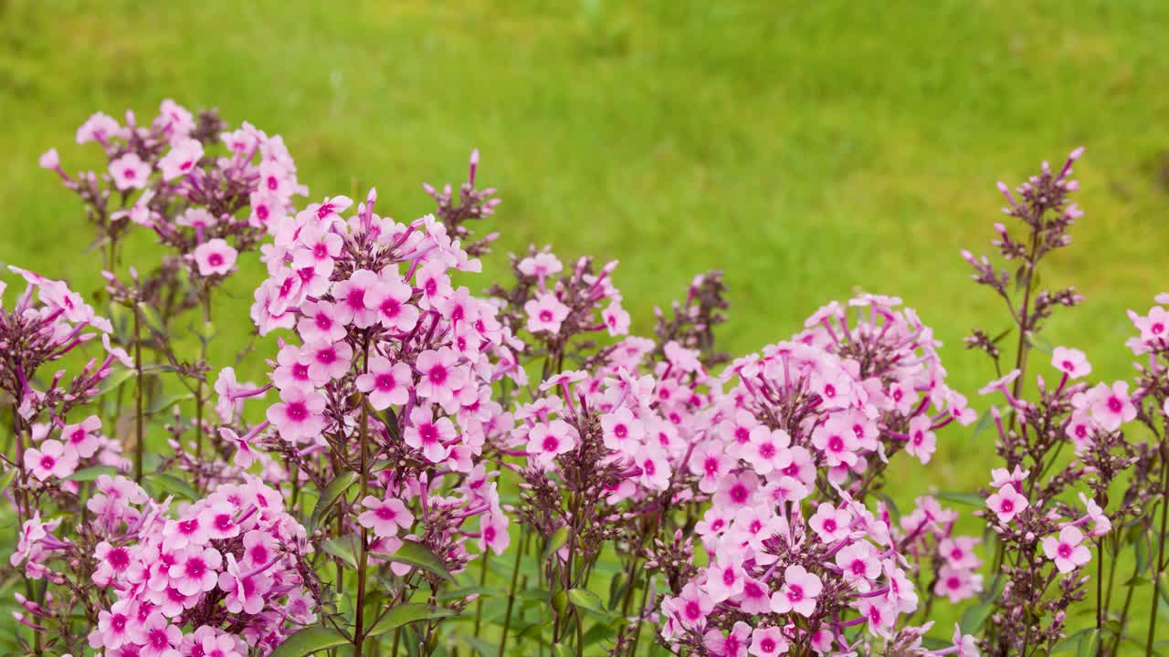 Pink phlox flowers gently move in a garden, bright daylight, static camera, shallow depth