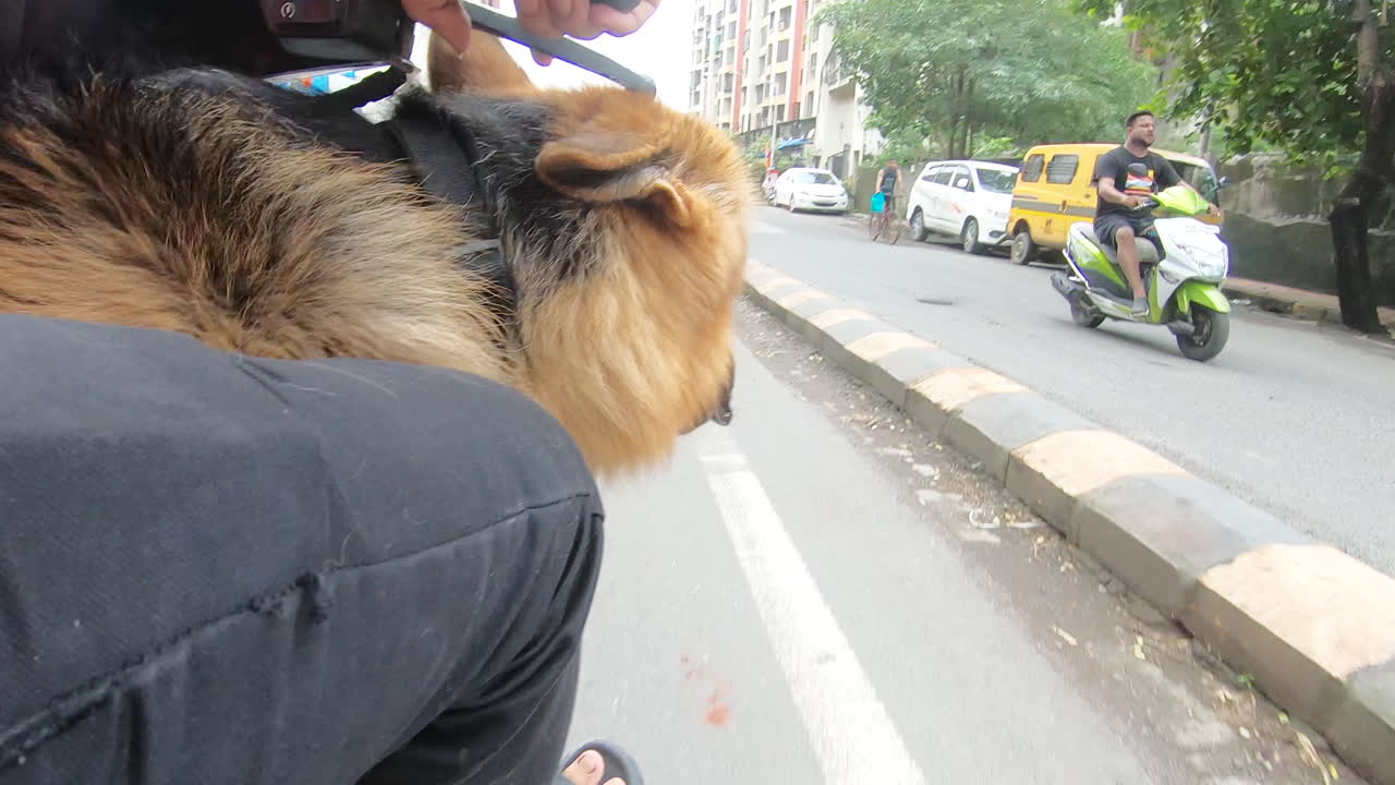 sacar a pasear al perro pastor aleman