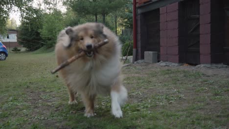 adorable rough collie runs towards a camera in slow motion