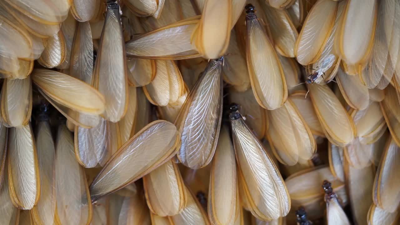 After a night of mating this winged ants fall to the ground and sadly their wings comes off.