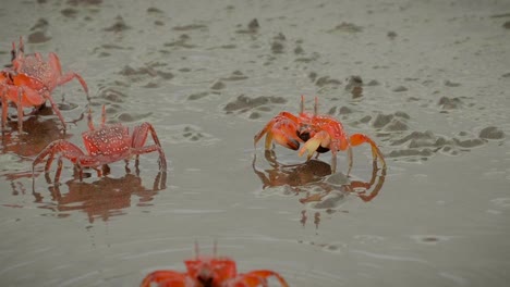 crabs walk and eat on the sand