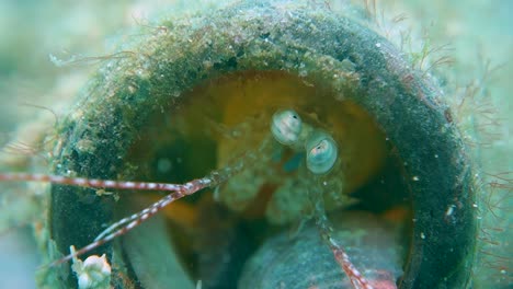 camarones mantis adultos se asoma de la botella de vidrio en casa en busca de depredadores de presas