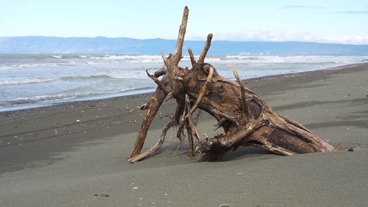 Bleached Tree Trunk Resting on Wild Empty Beach Coastline with Rolling White Sea Waves