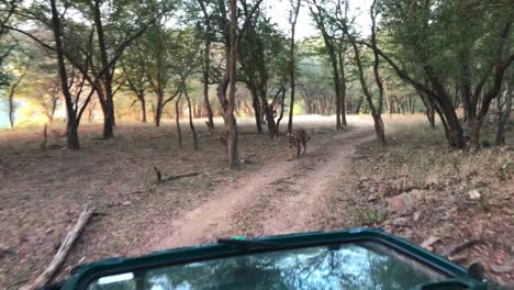 An-extreme-wide-shot-of-a-Bengal-Tiger-walking-down-the-dirt-road-and-a-safari-vehicle-reversing-to-make-space-for-the-cat