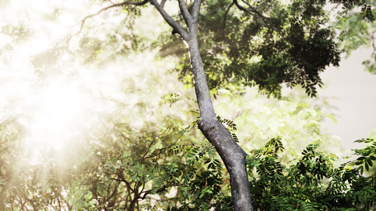 Sunlight Through Trees in a Lush Forest