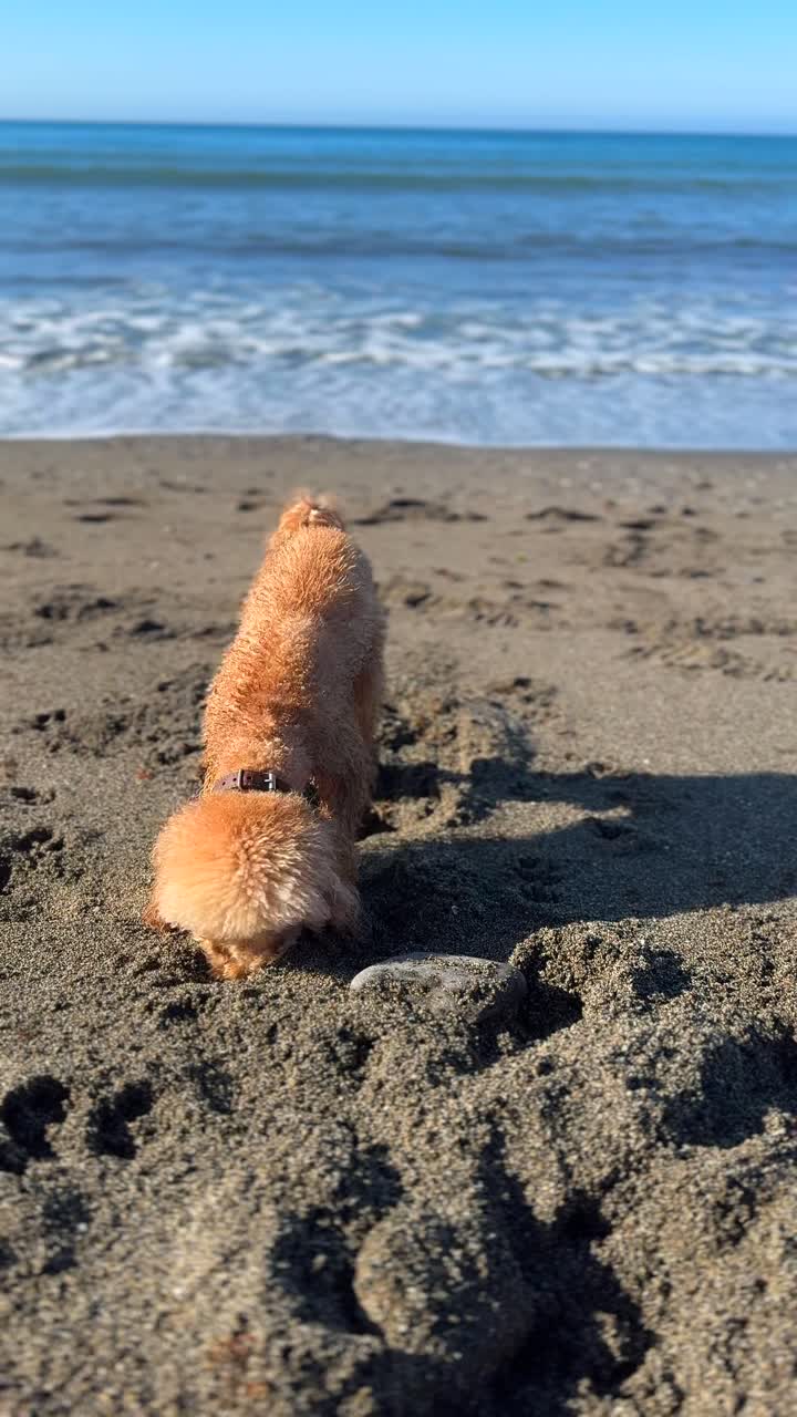 해변의 모래를 파고 있는 털털한 푸들