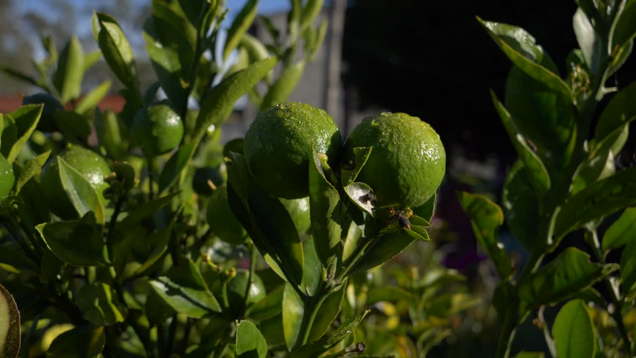 el amanecer o el atardecer captura limas húmedas o limones en el árbol