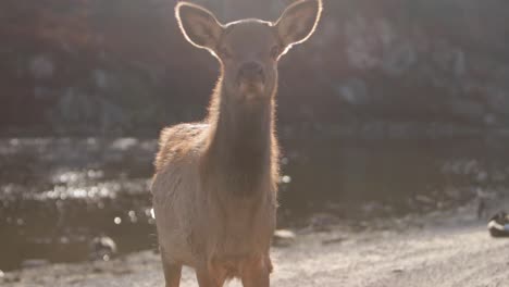 Elch-Kalb-Baby-Paralaxe-Rollen-Kamera-Effekt-Nahaufnahme-Hintergrundbeleuchtete-See-Szene