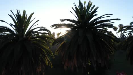 Drone-shot-of-multiple-palm-trees-panning-right-during-golden-sunset-hour-with-sun-peeking-through-palm-trees-and-clear-blue-skies-in-Los-Angeles,-California-park