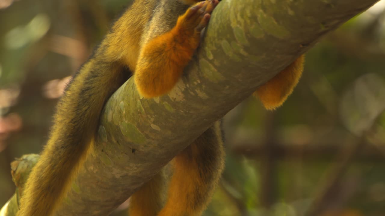 A close-up of a black-capped squirrel monkey resting on a branch, peacefully in Peru’s Amazon rainforest.