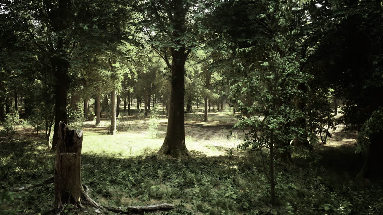 Sunlight filters through trees in a tranquil forest setting during midday