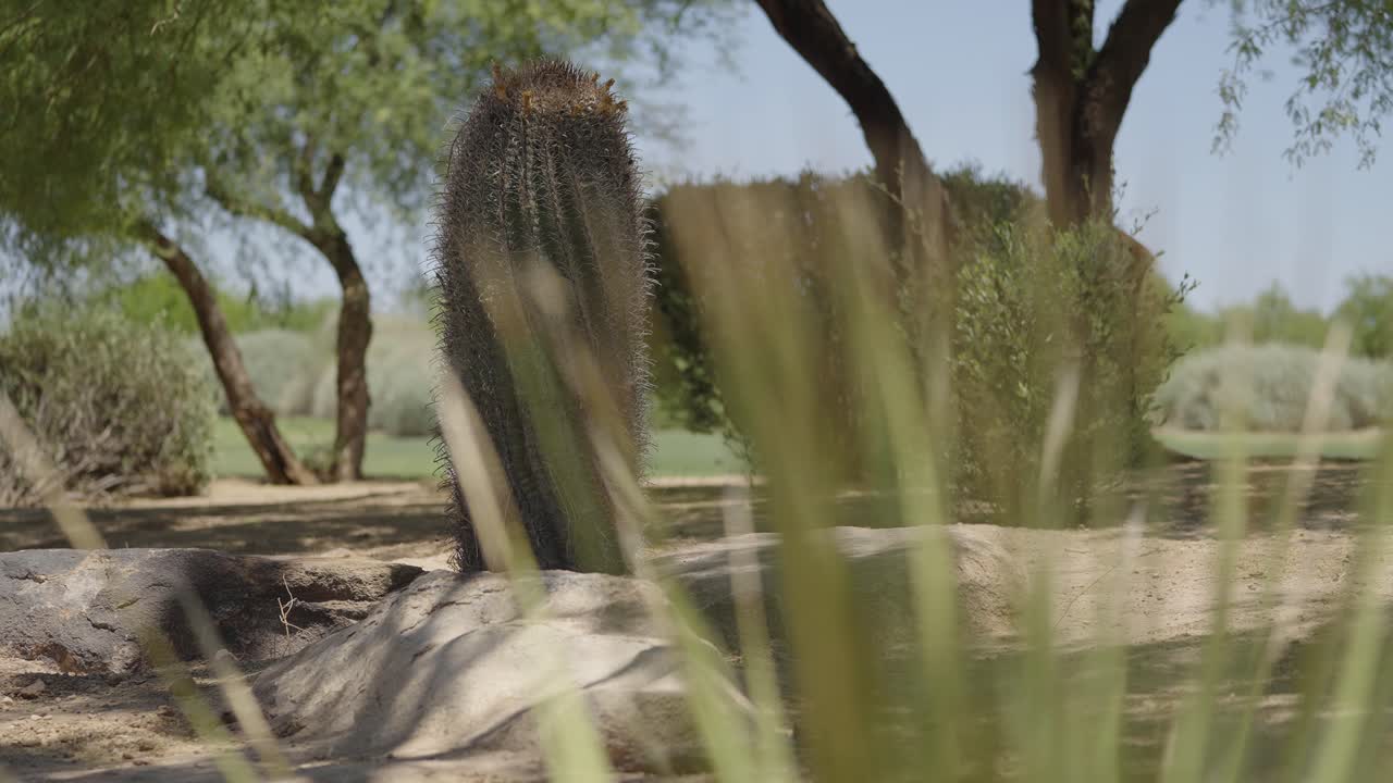 cactus visto a través de un arbusto en el desierto en un campo de golf