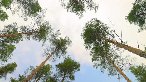 bottom view of pine trees swaying in a strong wind.