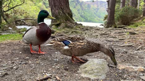 two ducks being fed with glendalough upper lake, stream and woodland in the background