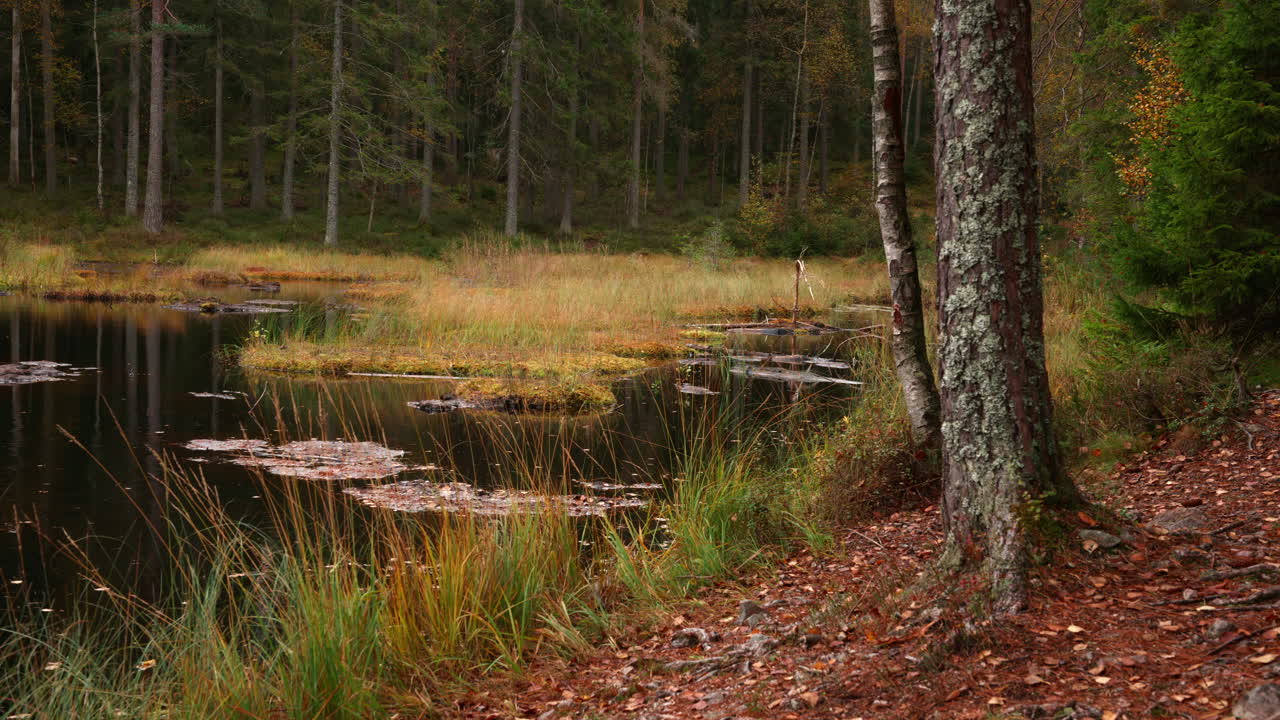 Maisemakuva järvestä, jossa puista putoaa lehtiä Norjassa