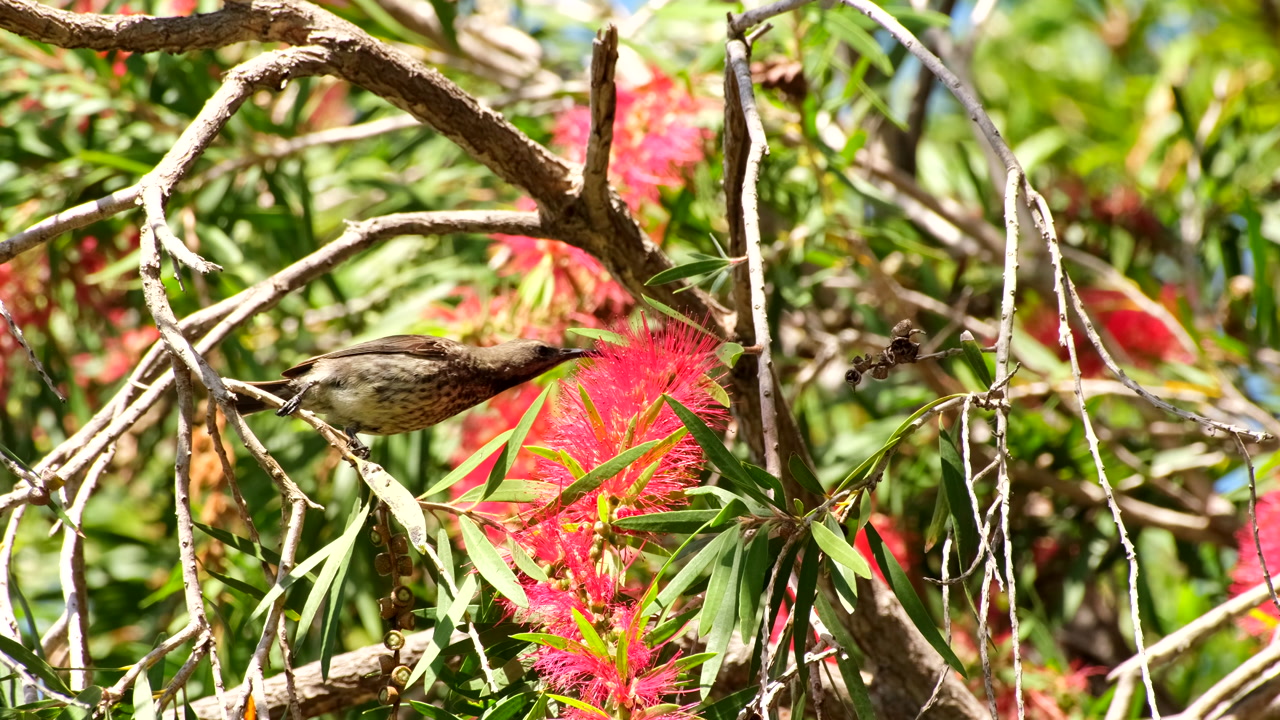 Female Amethyst sunbird feeding on bottlebrush nectar in tree canopy chased off