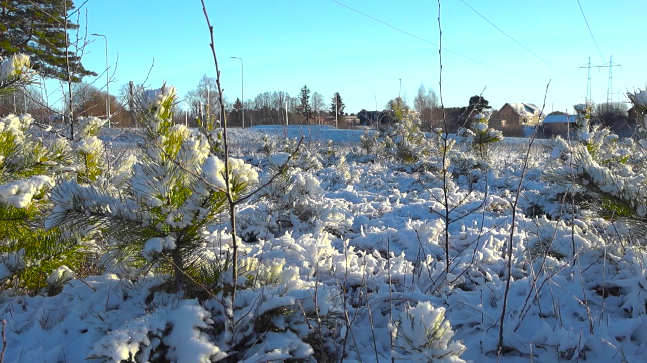 Filmato panoramico da sinistra a destra di abeti e pini di un verde vibrante in una giornata di sole durante l'inverno, mentre la neve spessa copre gli alberi, le piante e il terreno e il sole crea ombre sul terreno