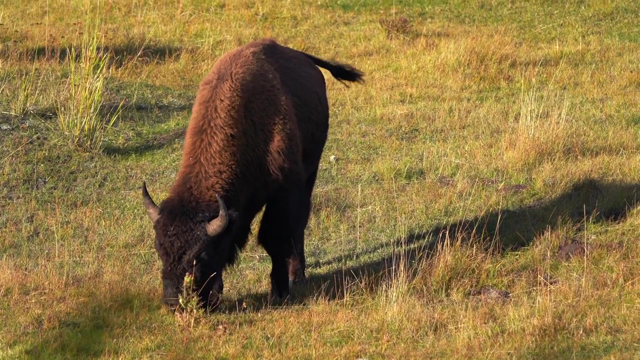 Primo piano al pascolo Bufalo selvatico Bisonte americano erba gialla alta Parco Nazionale di Yellowstone Wyoming abbeveratoio Serengeti d'America animali selvatici autunno ampie vedute affluente paesaggio naturale