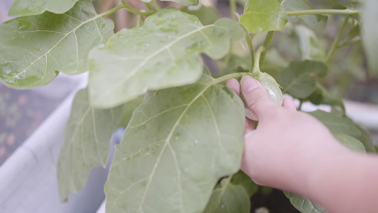 persona tocando la mano sosteniendo berenjena redonda orgánica fresca o berenjena verde con hojas verdes crecen en el jardín de la casa verde de verduras