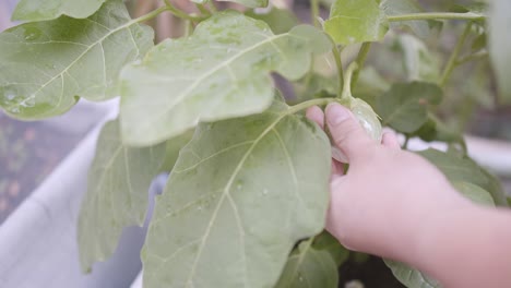 person hand touching holding fresh organic round eggplant or green brinjal with green leaves grow in vegetable green house garden